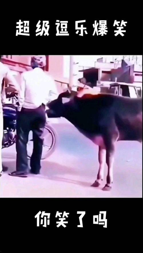 逗乐爆料视频大全最新,笑点满满，欢乐无限